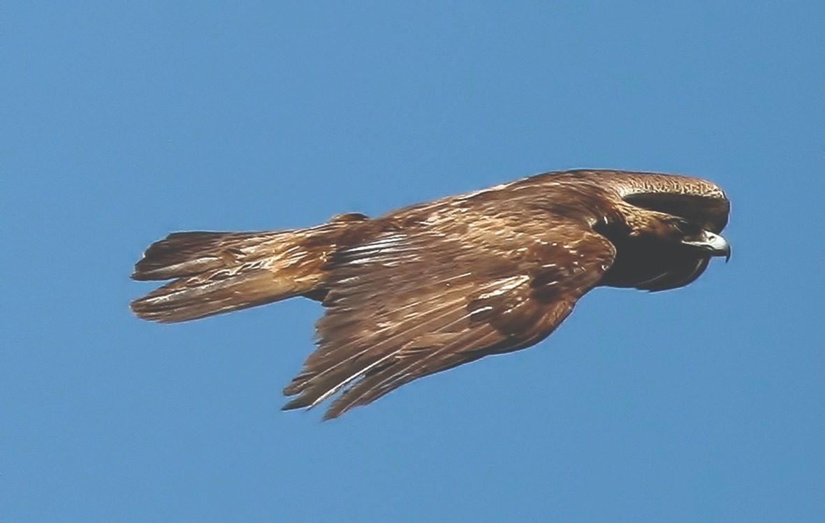 Águila real adulta en vuelo con nuca dorada visible — Aquila chrysaetos canadensis